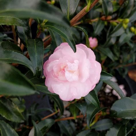 autumn sentinel camellia